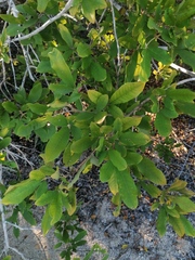 Vitex mollis