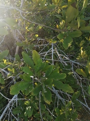 Vitex mollis