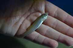 Fundulus seminolis