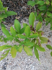 Vitex mollis
