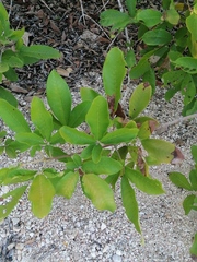 Vitex mollis