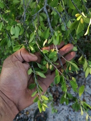 Erythroxylum havanense