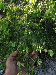 Erythroxylum havanense