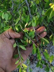 Erythroxylum havanense