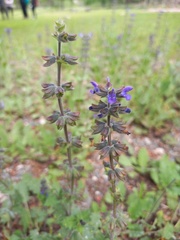 Salvia verbenaca