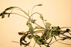 Lindernia dubia anagallidea