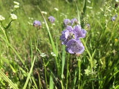 Phacelia hirsuta