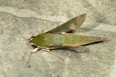Xylophanes chiron nechus