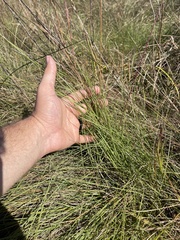 Sporobolus silveanus