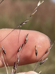 Sporobolus silveanus