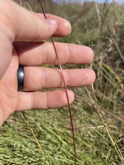 Sporobolus silveanus