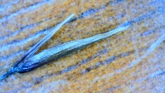 Sporobolus silveanus