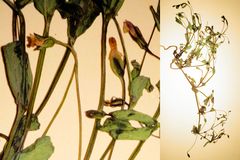 Lindernia dubia anagallidea