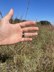 Sporobolus silveanus
