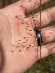 Sporobolus silveanus