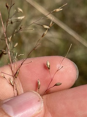Sporobolus silveanus