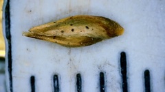 Sporobolus silveanus
