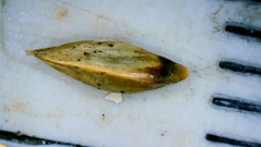 Sporobolus silveanus