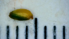 Sporobolus silveanus