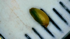 Sporobolus silveanus