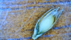 Sporobolus silveanus