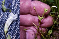 Lindernia dubia anagallidea