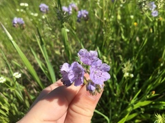 Phacelia hirsuta