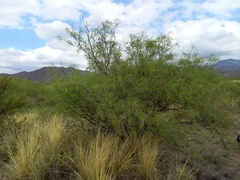 Prosopis flexuosa
