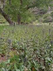 Salvia verbenaca
