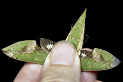 Xylophanes chiron nechus