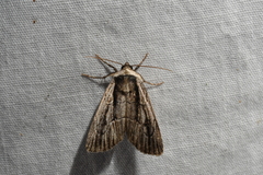 Sympistis badistriga