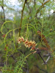 Prosopis flexuosa