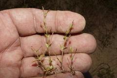 Lindernia dubia anagallidea