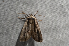 Sympistis badistriga