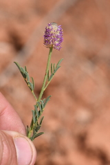 Dalea searlsiae