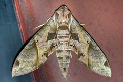 Eumorpha satellitia licaon