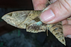 Eumorpha satellitia licaon