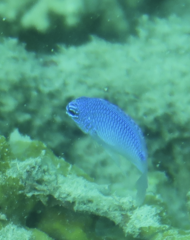 Pomacentrus coelestis