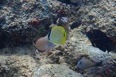 Chaetodon miliaris