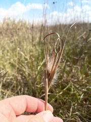 Andropogon gyrans