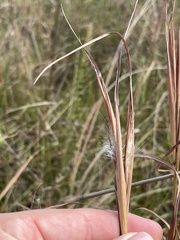 Andropogon gyrans