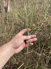 Andropogon gyrans