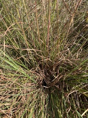 Andropogon gyrans