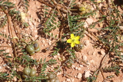 Tribulus forrestii