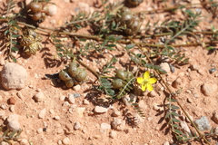 Tribulus forrestii
