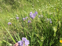 Phacelia hirsuta