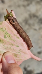 Eupanacra