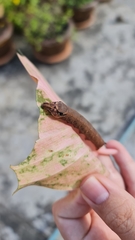 Eupanacra