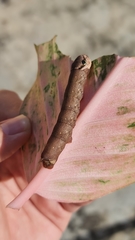 Eupanacra