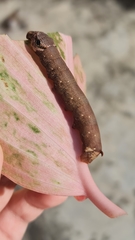 Eupanacra
